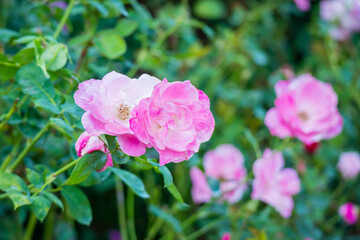 Beautiful pink roses flower in the garden