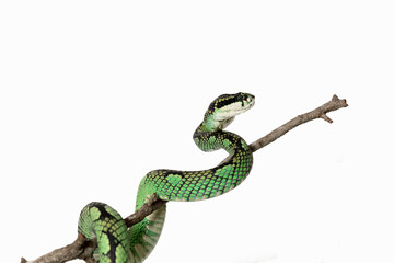 Obraz premium Palm Viper 7