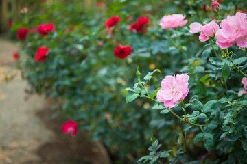 Beautiful colorful pink roses flower in the garden