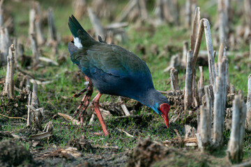Talève sultane, Poule sultane, .Porphyrio porphyrio, Western Swamphen