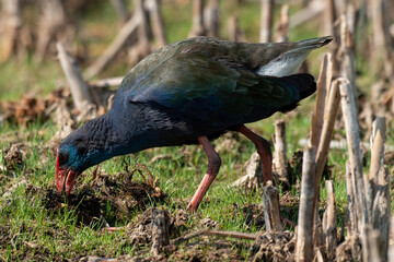 Talève sultane, Poule sultane, .Porphyrio porphyrio, Western Swamphen