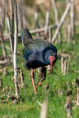 Talève sultane, Poule sultane, .Porphyrio porphyrio, Western Swamphen