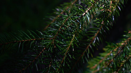 The pine. Green coniferous twig in darkness. 