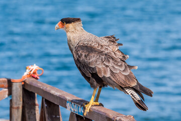 Southern Crested Caracara (Caracara plancus) in Ushuaia area, Land of Fire (Tierra del Fuego), Argentina
