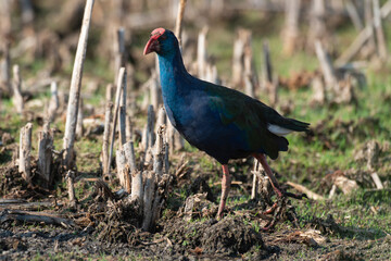 Talève sultane, Poule sultane, .Porphyrio porphyrio, Western Swamphen