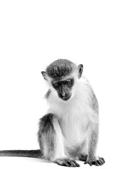 Monkey Portrait 3
