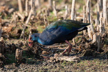 Talève sultane, Poule sultane, .Porphyrio porphyrio, Western Swamphen