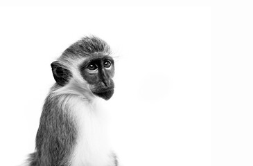 Obraz premium Monkey Portrait 2