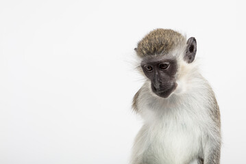 Monkey Portrait 1