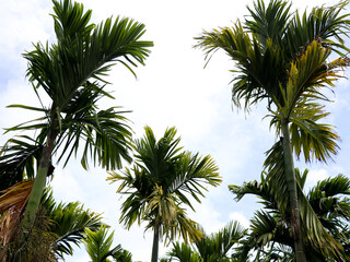 Fototapeta na wymiar Top of areca nut or betel nut trees against the sky