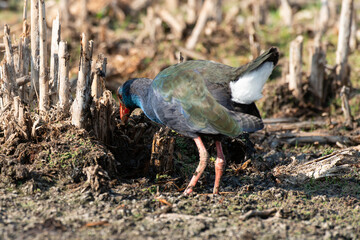 Talève sultane, Poule sultane, .Porphyrio porphyrio, Western Swamphen
