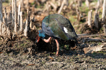 Talève sultane, Poule sultane, .Porphyrio porphyrio, Western Swamphen