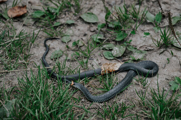 snake in grass