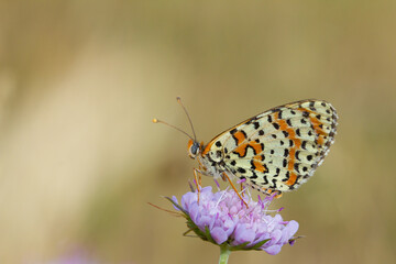 Melitaea didyma, the spotted fritillary or red-band fritillary, mountain butterfly on the lilac flower, Spain.