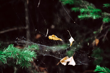 spider on a web