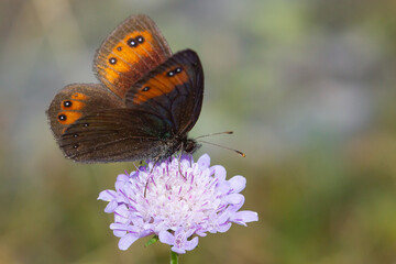 Erebia meolans, Dark mountain butterfly on lilac flower, Pyrenees, Spain