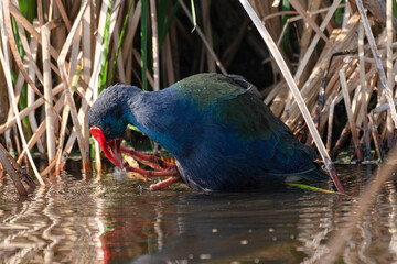Talève sultane, Poule sultane, .Porphyrio porphyrio, Western Swamphen