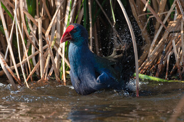Talève sultane, Poule sultane, .Porphyrio porphyrio, Western Swamphen