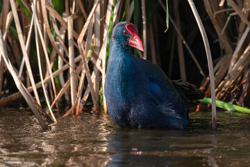 Obraz premium Talève sultane, Poule sultane, .Porphyrio porphyrio, Western Swamphen