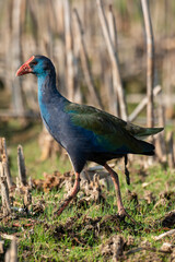 Talève sultane, Poule sultane, .Porphyrio porphyrio, Western Swamphen