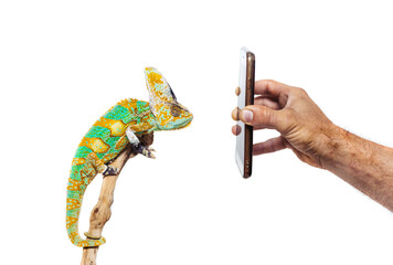 Veiled Chameleon looking at Iphone 