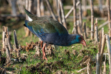 Talève sultane, Poule sultane, .Porphyrio porphyrio, Western Swamphen