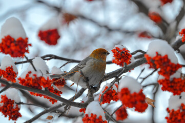 robin in winter