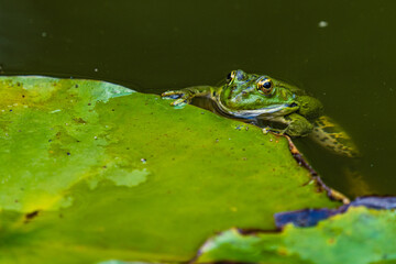 Frog Rana ridibunda sits in pond and holds with its paws large leaf of water lily or lily. Huge eyes look at green leaf of water lily. Natural habitat and nature concept for design.