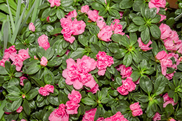 Fototapeta premium Indian Azalea (Rhododendron simsii) in greenhouse