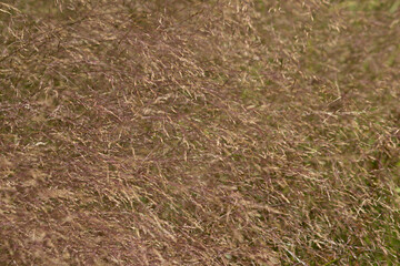 Grain or grass textured backgrounds 