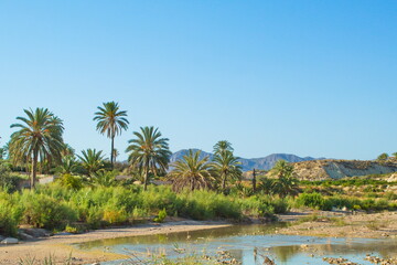 Obraz premium Nice tropical landscape with river and palm trees