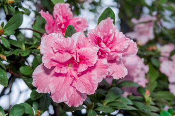 Indian Azalea (Rhododendron simsii) in greenhouse