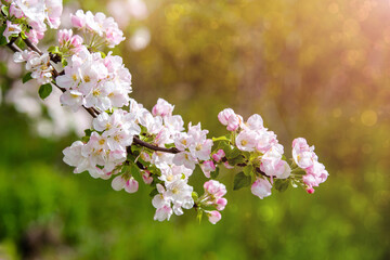 appletree blossom branch in the garden in spring

