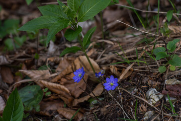 blue flower liverflower in spring