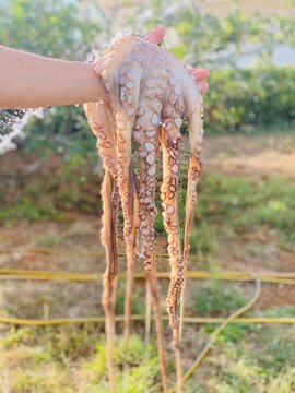Octopus