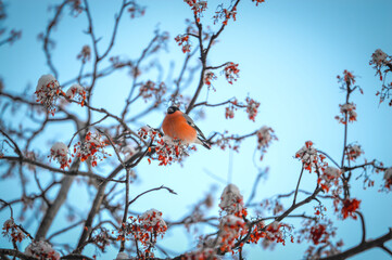 red cardinal on a branch of a tree