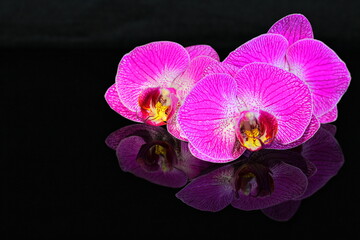 Phalaenopsis Orchid Reflections
