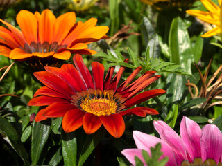 Small flowers. Colors of summer. Decorations for parks and gardens.