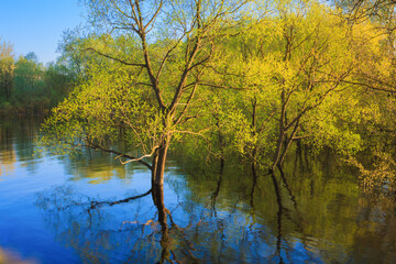 Fototapeta na wymiar Tree Standing In Water During Spring Flood