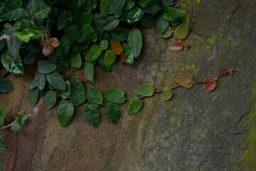 green moss on a tree