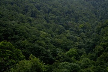 forest in the mountains