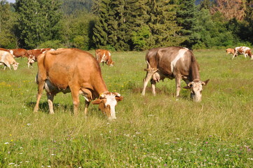 Rude krowy pasą się na tatrzańskiej łące, Liptowski Mikulasz, Słowacja