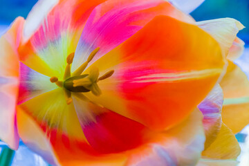 Obraz na płótnie Canvas Close up of a multicolour Lily flower with protruding stalks