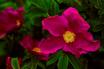 The rich crimson tea rose with a bright yellow center. The vivid photo was shot close-up on the backdrop of a blurry home garden for your cozy design.