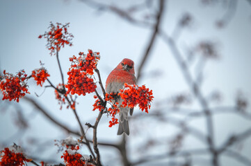 red cardinal on a branch