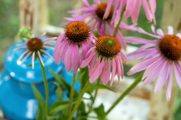 Obraz premium Fresh echinacea flowers, outdoors