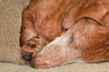 16-year-old dog sleeping

