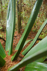 Obraz premium el terrero