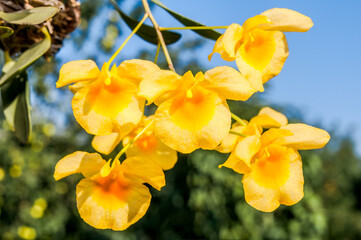 Lindley's Dendrobium (Dendrobium lindleyi) in greenhouse