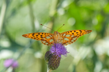 Nymphalidae / İspanyol Kraliçesi / / Issoria lathonia
